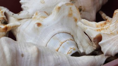 Hindistan, Tamil Nadu, Rameswaram 'daki bir el sanatları dükkanında beyaz deniz kabuğu kabukları sergileniyor..