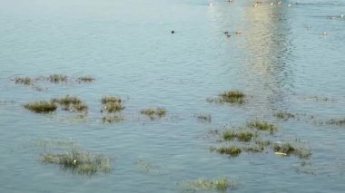 Dalgalanan göl yumuşak esintide yansıyor..