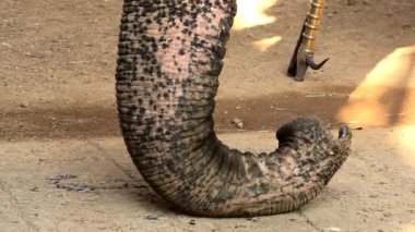 Bir filin hortumuna yakın çekim.