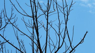 İskelet ağacının zikzak dalları.