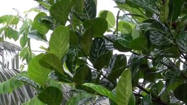 Bitkiler ve ağaçlar yağmur ve rüzgarda sallanıyor..