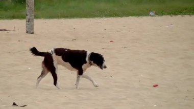Hindistan, Kerala, Alappuzha sahilinde başıboş bir köpek..
