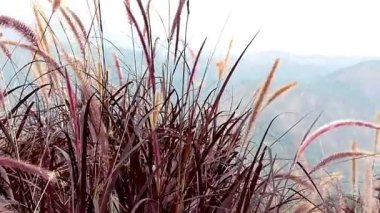 Sallanan çim bitkileriyle dolu bir tepe manzarası.