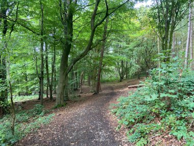 Path through the forest at Etherow Park 