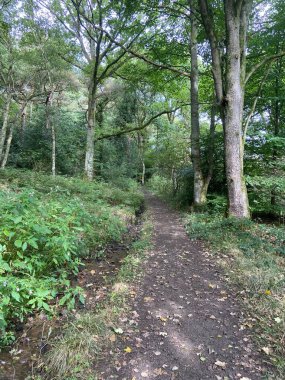 Path through the middle of a forest 