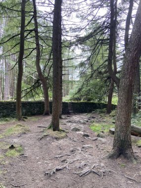 Trees and wall at Dovestone Reaervoir 