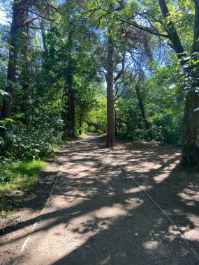 Sunlight through trees in Quarry Bank