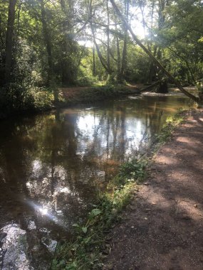 River in forest with sun shining through 