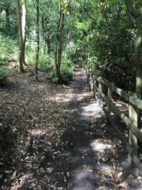 Path alongside fence in forest 