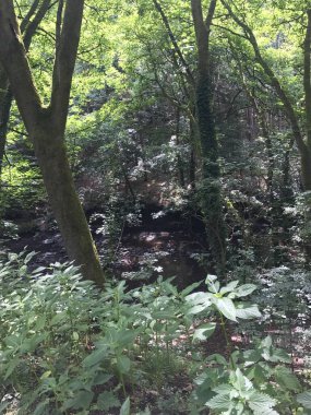Forest looking down towards stream