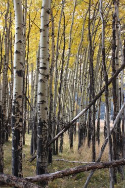 Colorado Aspen Grove in the Fall