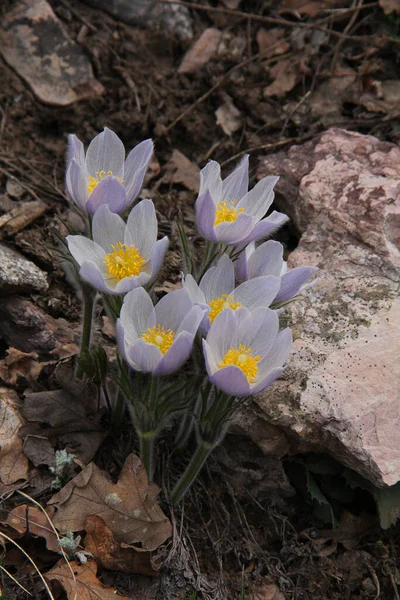 Группа Белых Цветов Весной — стоковое фото