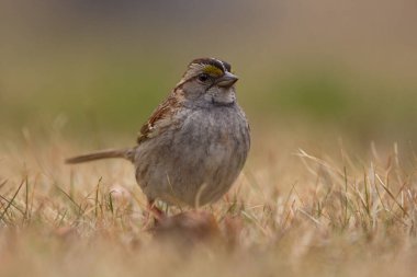 White-throated sparrow or zonotrichia albicollis perched in yellow grass. A wonderful forest landscape with a wild bird