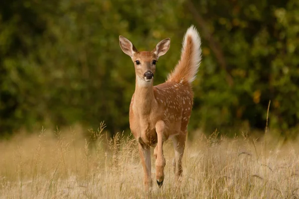 White Tailed Deer Fawn Stands Forest Field Beautiful Forest Landscape — стоковое фото