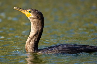 Double crested cormorant with beautiful eyes after diving in the lake