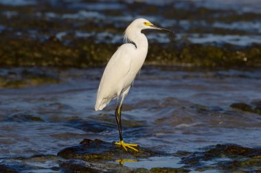 White snowy egret standing on the rock in the ocean beach
