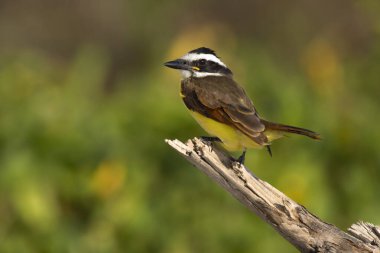 Beautiful bird great kiskadee perched on a branch in a hot sunny day