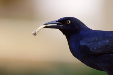 Male Great tailed grackle is eating a tasty chicken bone in mexico