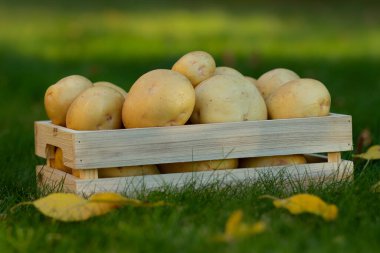 Yellow big potatoes,  Yukon gold variety in the wooden crate box on the green lawn with autumn yellow and leaves