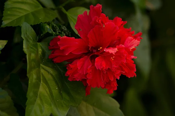 Single beautiful flower of double red hibiscus on a branch with leaves