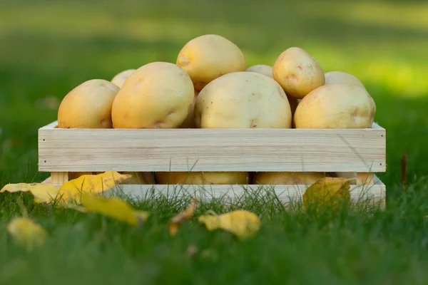 Yellow big potatoes,  Yukon gold variety in the wooden crate box on the green lawn with autumn yellow and leaves