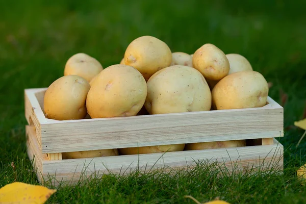 Yellow big potatoes,  Yukon gold variety in the wooden crate box on the green lawn with autumn yellow and leaves