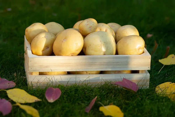 Yellow big potatoes,  Yukon gold variety in the wooden crate box on the green lawn with autumn yellow and red leaves
