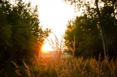 Bright ray of light through the grass ears in the trail in the bush. Rural lanscape.