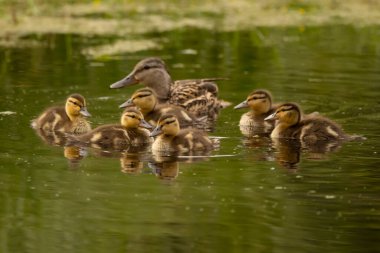 Mother Green winged teal with many babies swim in the water. Birds of Alberta, Canada.
