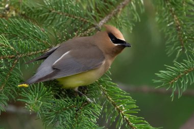 Colorful cedar waxwing is sitting on the spruce tree, looking curious.