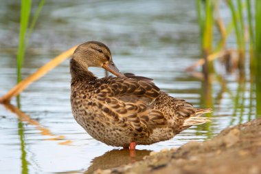 Female mallard duck is standing in the water on the shore and preening. Birds of Alberta, Canada.