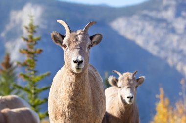 Portrait of a young bighorn ram with mountains and trees in the background.