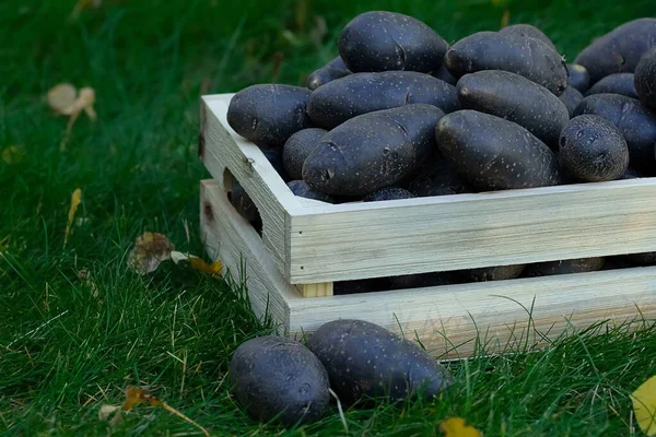 Purple potato in the wooden crate box on the grass. All blue potato variety