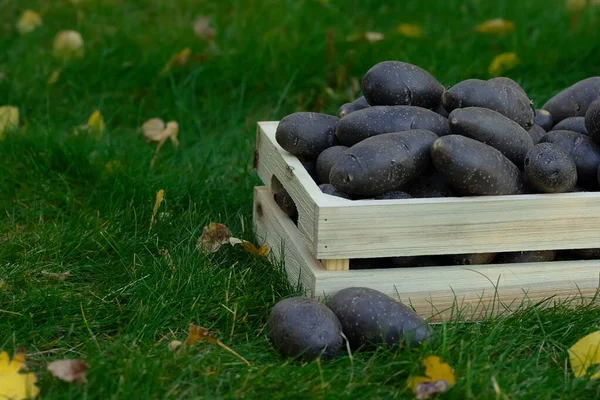 Purple potato in the wooden crate box on the grass. All blue potato variety
