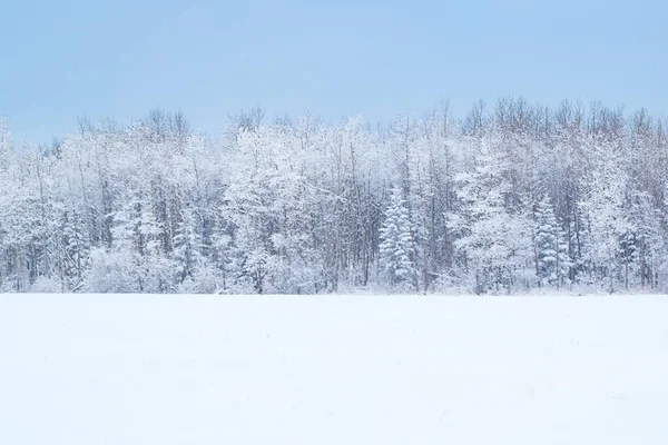 Beyaz Sessizlik Arazi Orman Donuk Ağaçlı Mavi Gökyüzü Ile Kış — Stok fotoğraf