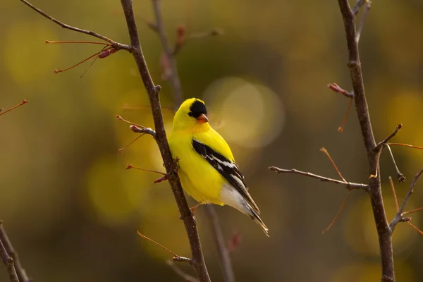 Beautiful yellow bird American goldfinch perched on the branch of the tree in the autumn forest.