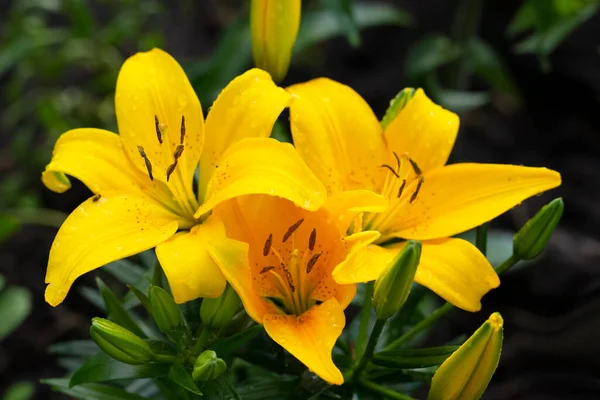 Bright yellow cluster of Asiatic lily flowers with foliage growing in the garden of perennial plants.