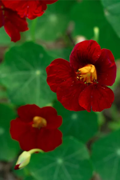 Deep Red Nasturtium Flowers Green Foliage Growing Kitchen Garden Edible — Stock fotografie