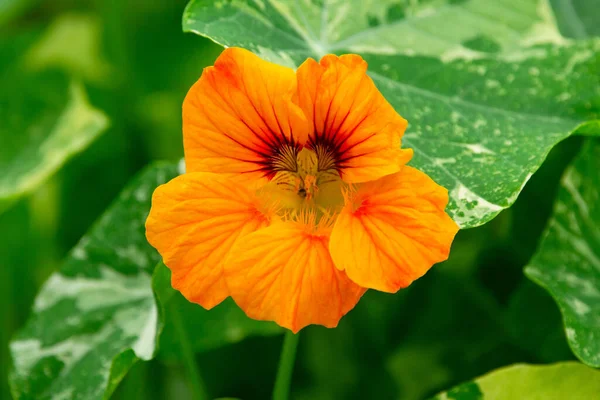 One large nasturtium orange blossom with bright green and white foliage, edible flower.