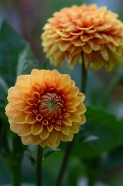 Gorgeous peach coloured Ball variety of Dahlia, two flowers with foliage.