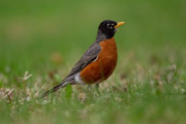 Beautiful bird American robin is standing in the green grass in summer park.