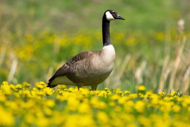 Single Canada goose is standing in the meadow of blooming bright yellow dandelions and green grass near the lake.