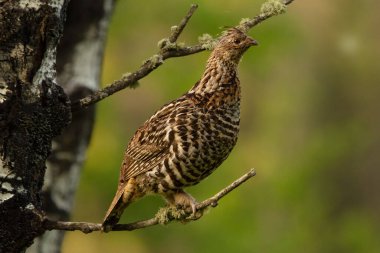 Female Ruffed grouse bird perched on the poplar tree branch in the summer forest.