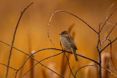 Little House sparrow is sitting on the bald branch in fall, bright yellow blurred background.