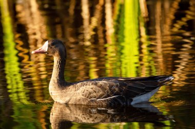 Greater white-fronted goose is swimming in the lake in the fall, reflection of the green and yellow reeds on the water.