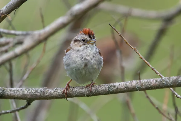 Little Cute Passerine Bird Chipping Sparrow Sitting Branch Bush His — ストック写真