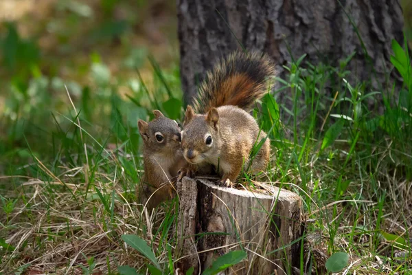 Little Siblings American Red Squirrel Playing Forest Ground Grass Tree — стокове фото