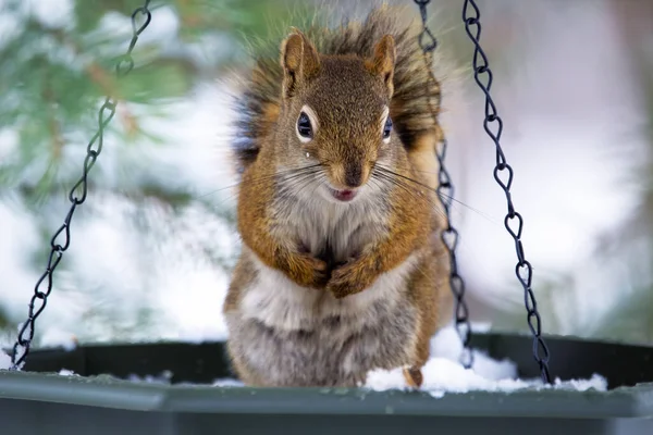 Cute Fluffy American Red Squirrel Sitting Bird Feeder Hangs Spruce — Foto Stock