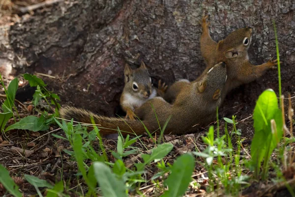 Irmãozinhos Esquilo Vermelho Americano Estão Brincando Chão Floresta Grama Perto — Fotografia de Stock