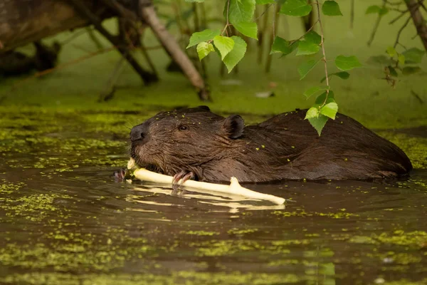 Fluffy Cute Beaver Sitting Water Pond Summer Eating Twig Green — Φωτογραφία Αρχείου